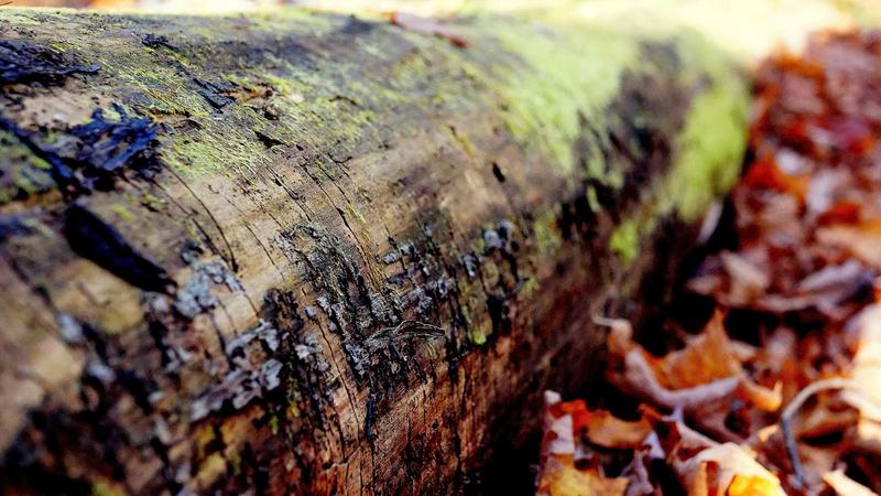 Featured image for Agntai Net article