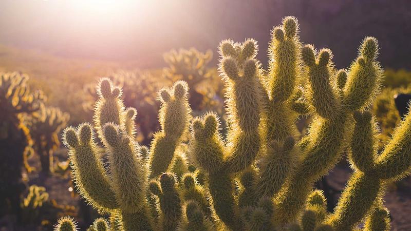 Featured image for Agntai Net article